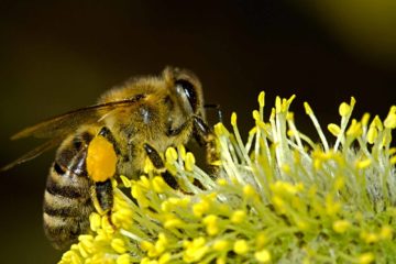 La maggior parte delle api non è in pericolo, e anzi - Il Post